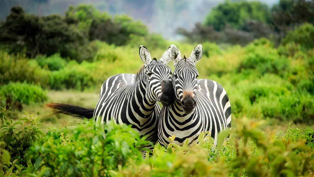 South African Airways Business Class to Africa - Image 1